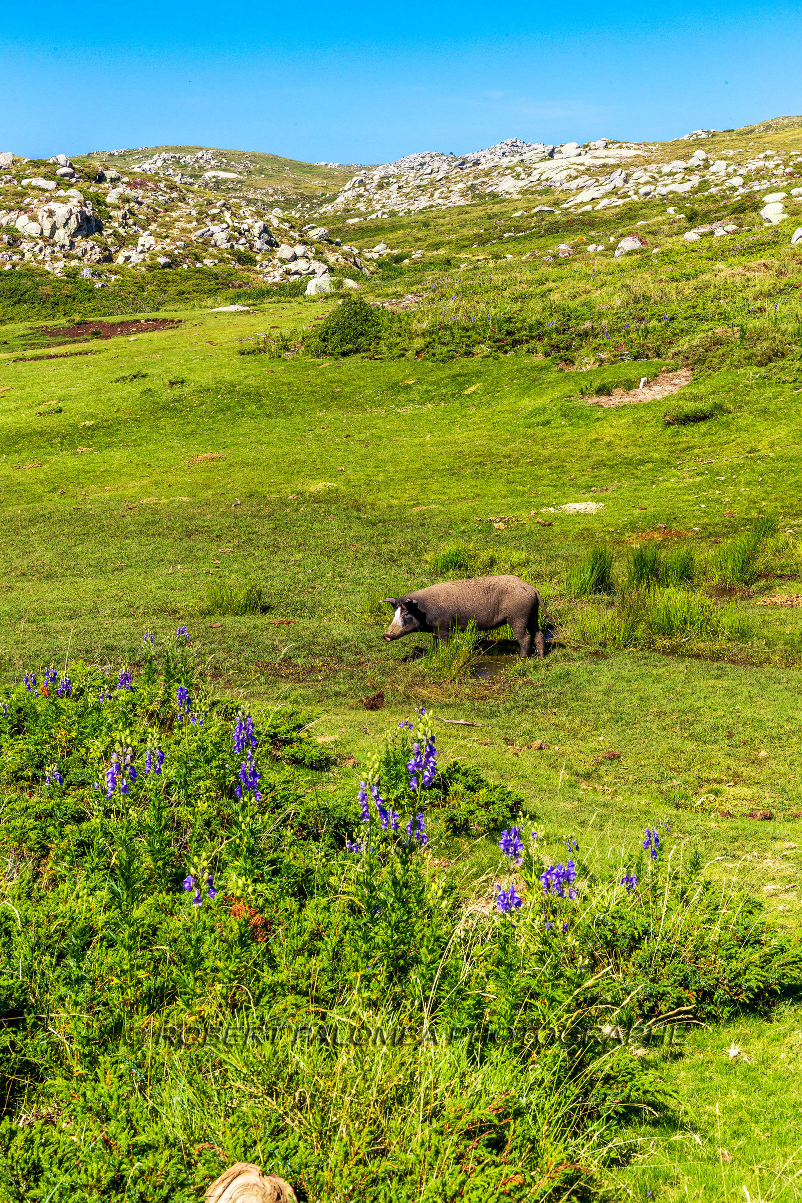 Plateau du Coscione