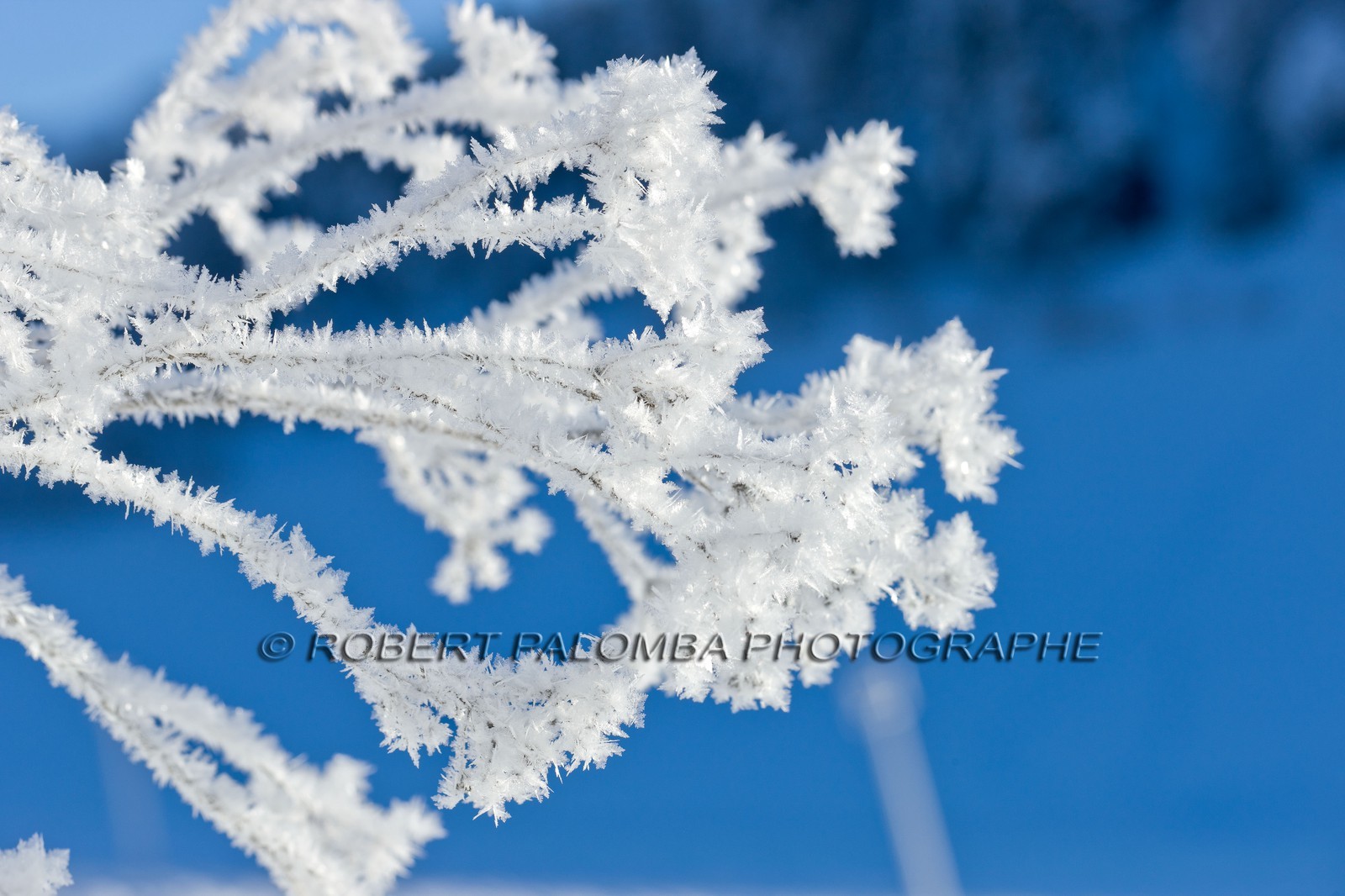 Cristaux de neige