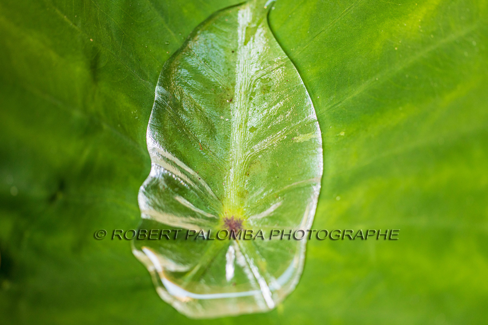 Flore méditerranéenne
