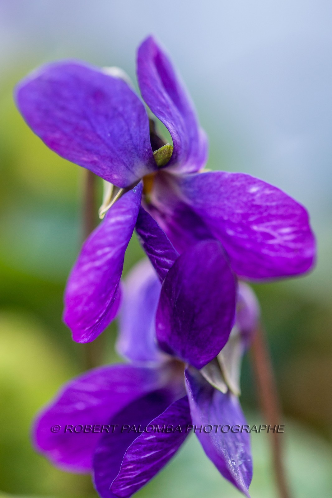 Violette, Viola Violette, Viola