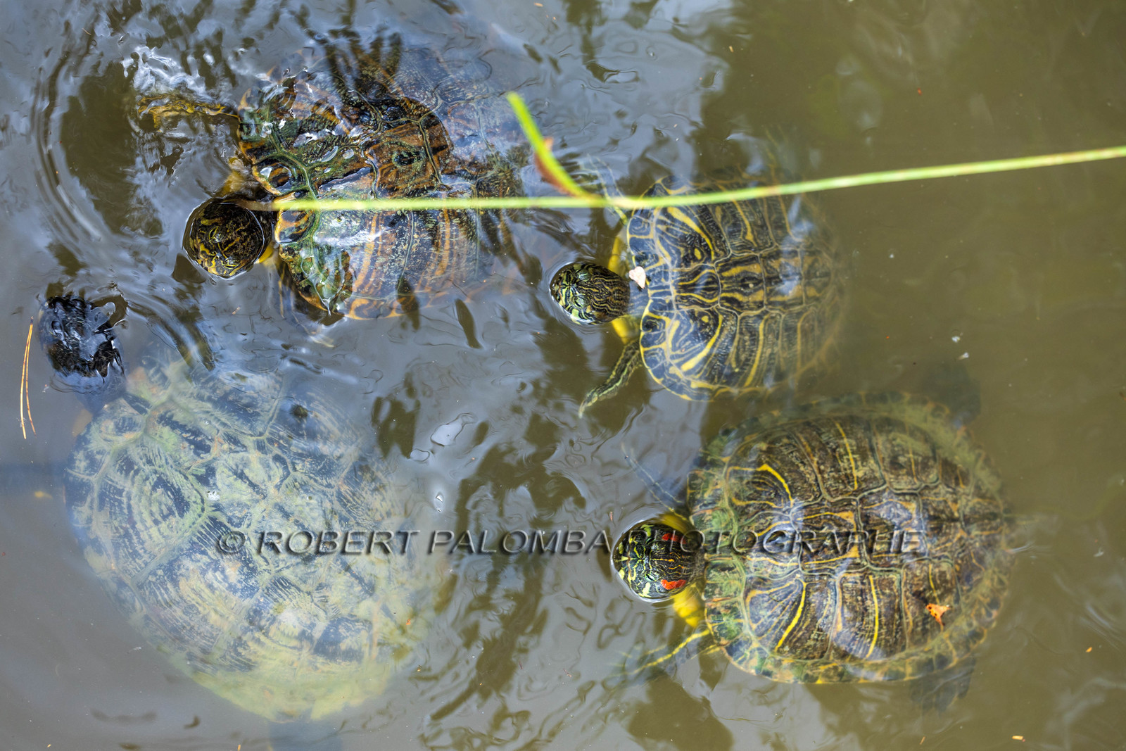 Tortue