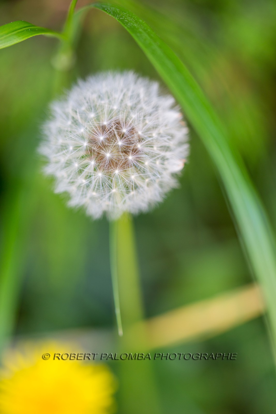 Pissenlit dit Taraxacum Pissenlit dit Taraxacum