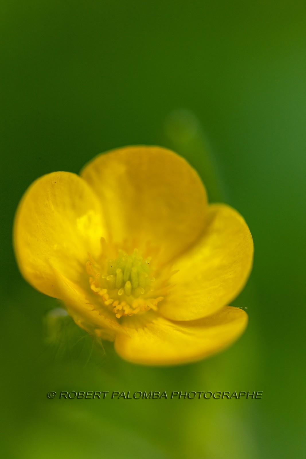 Renoncule, Ranunculus arvensis Renoncule, Ranunculus arvensis