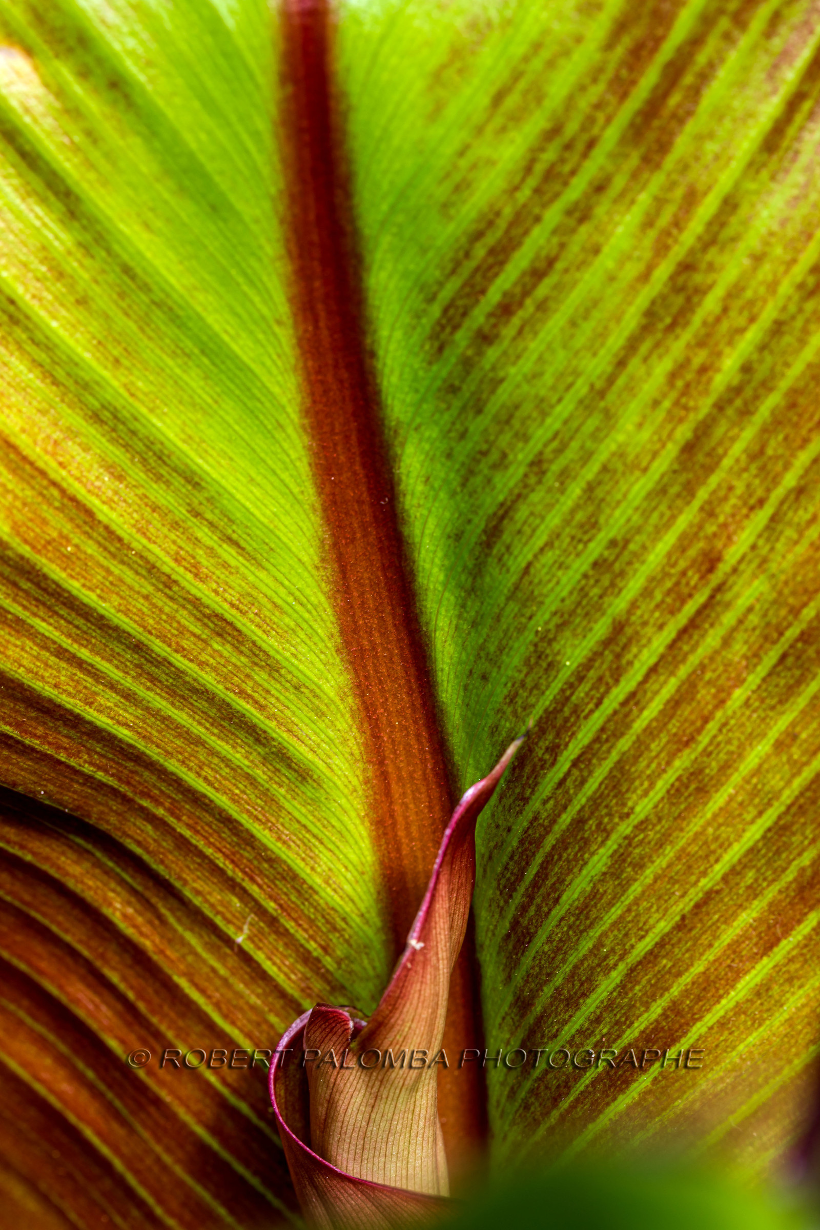 Flore méditerranéenne