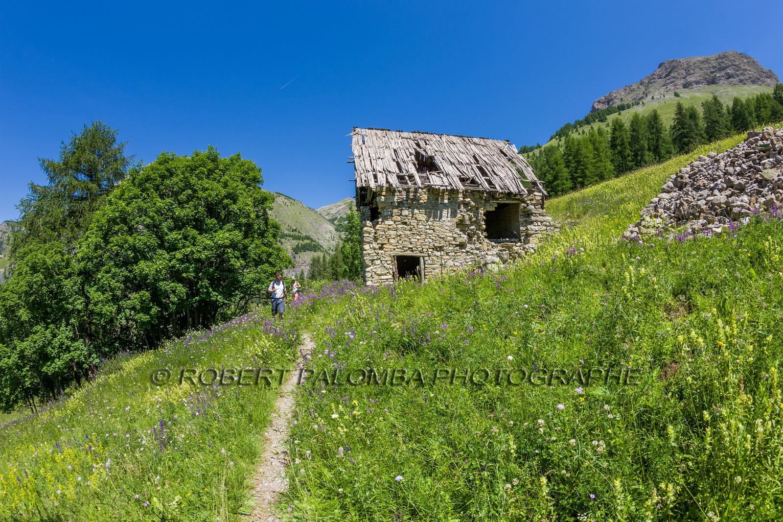 Allos