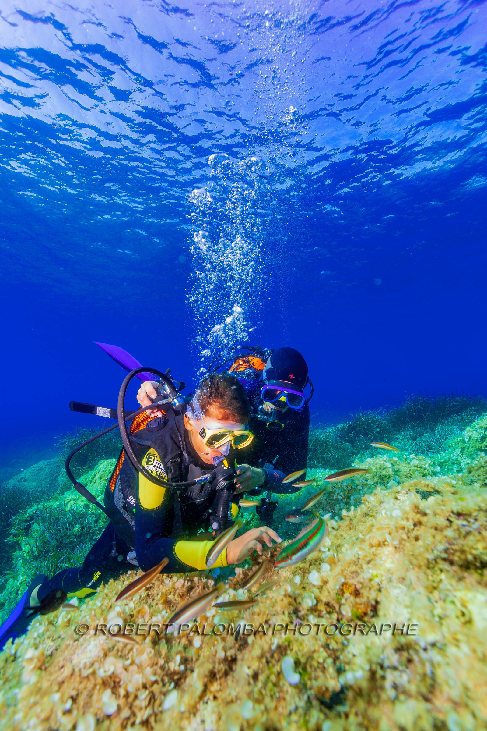 Plongée-sous-marine