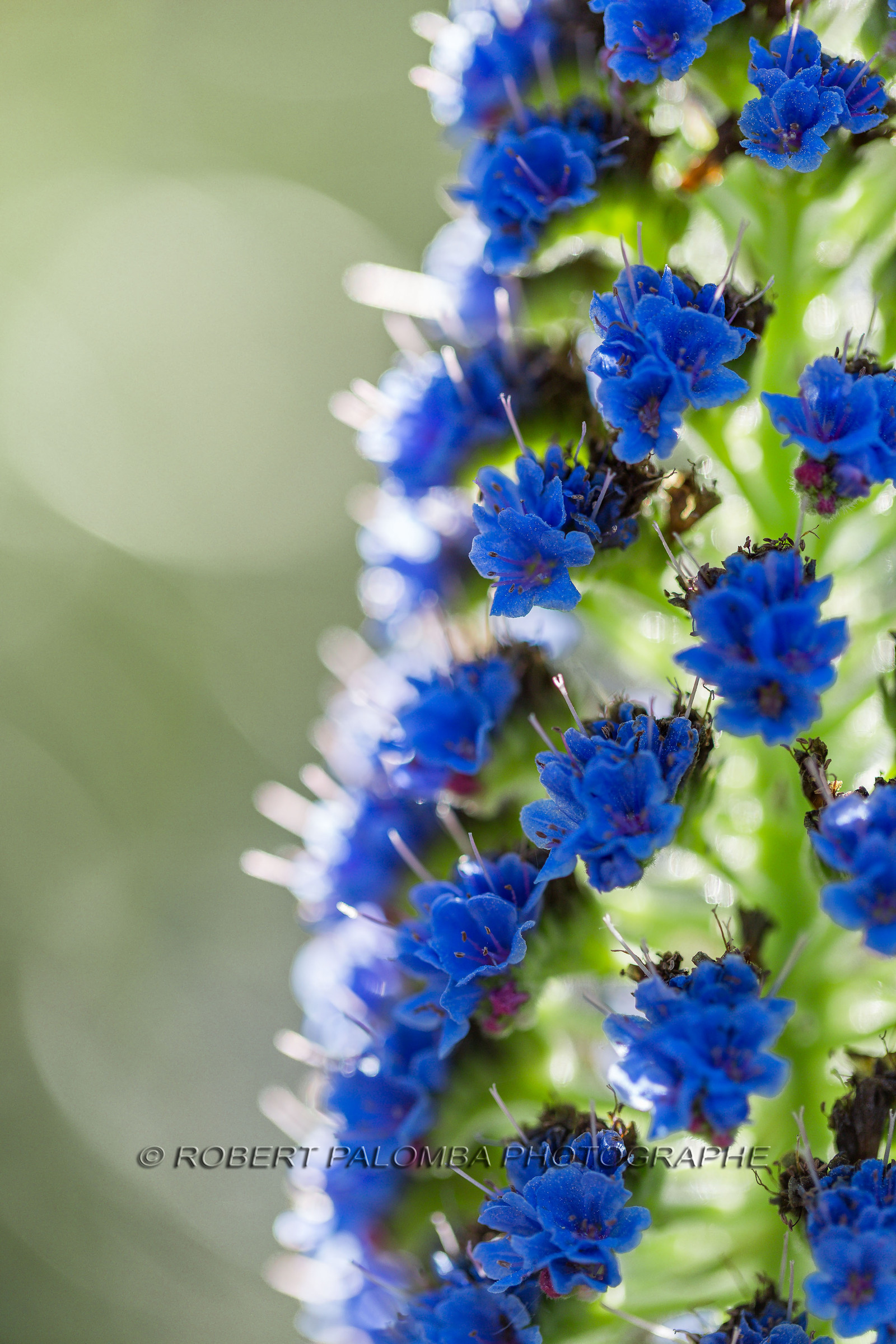 Flore Méditerranéenne