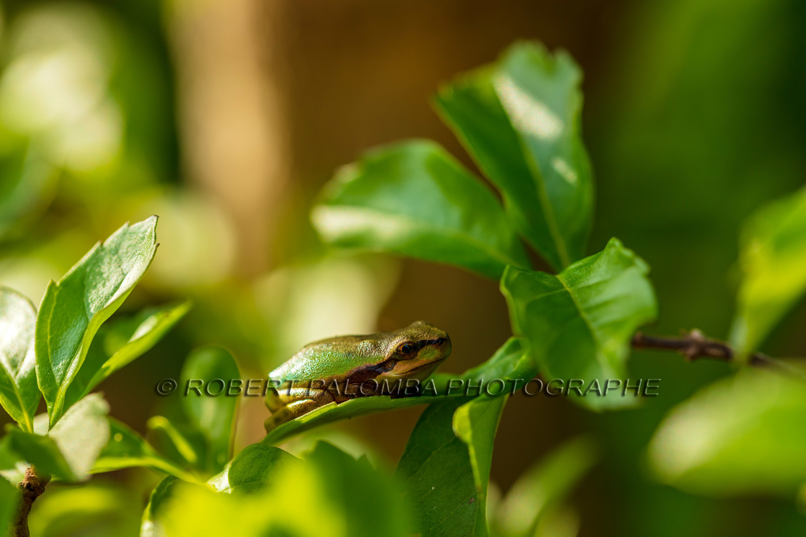 Grenouille
