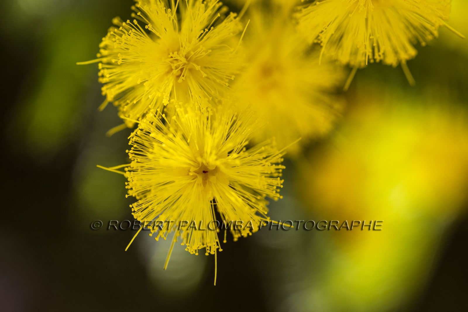 Mimosa