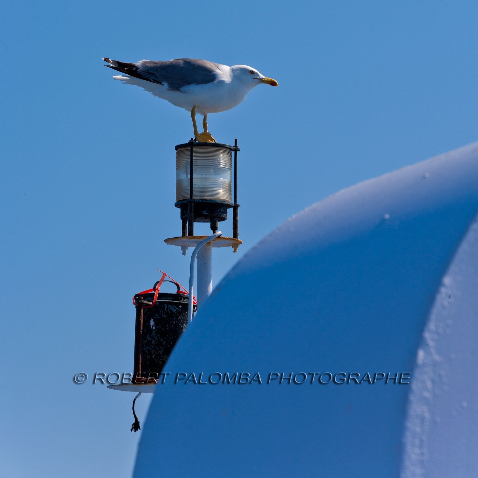 Mouette