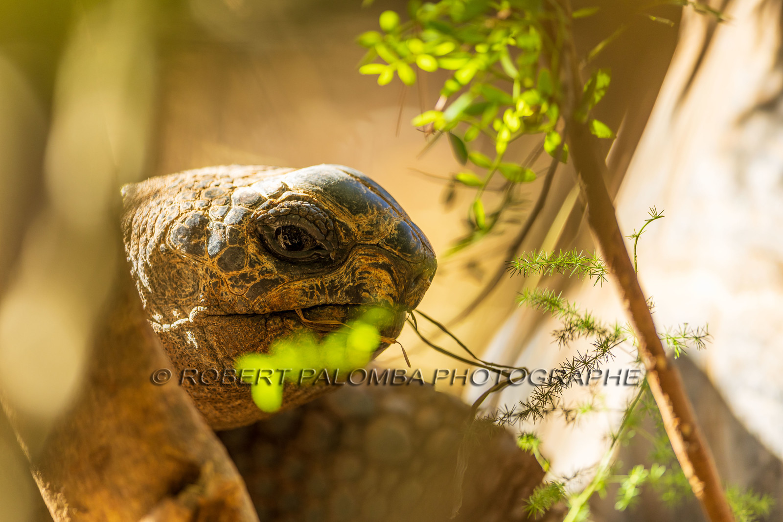 Tortue