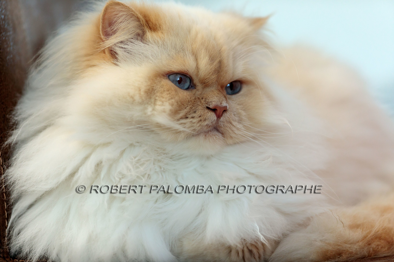 Chat
