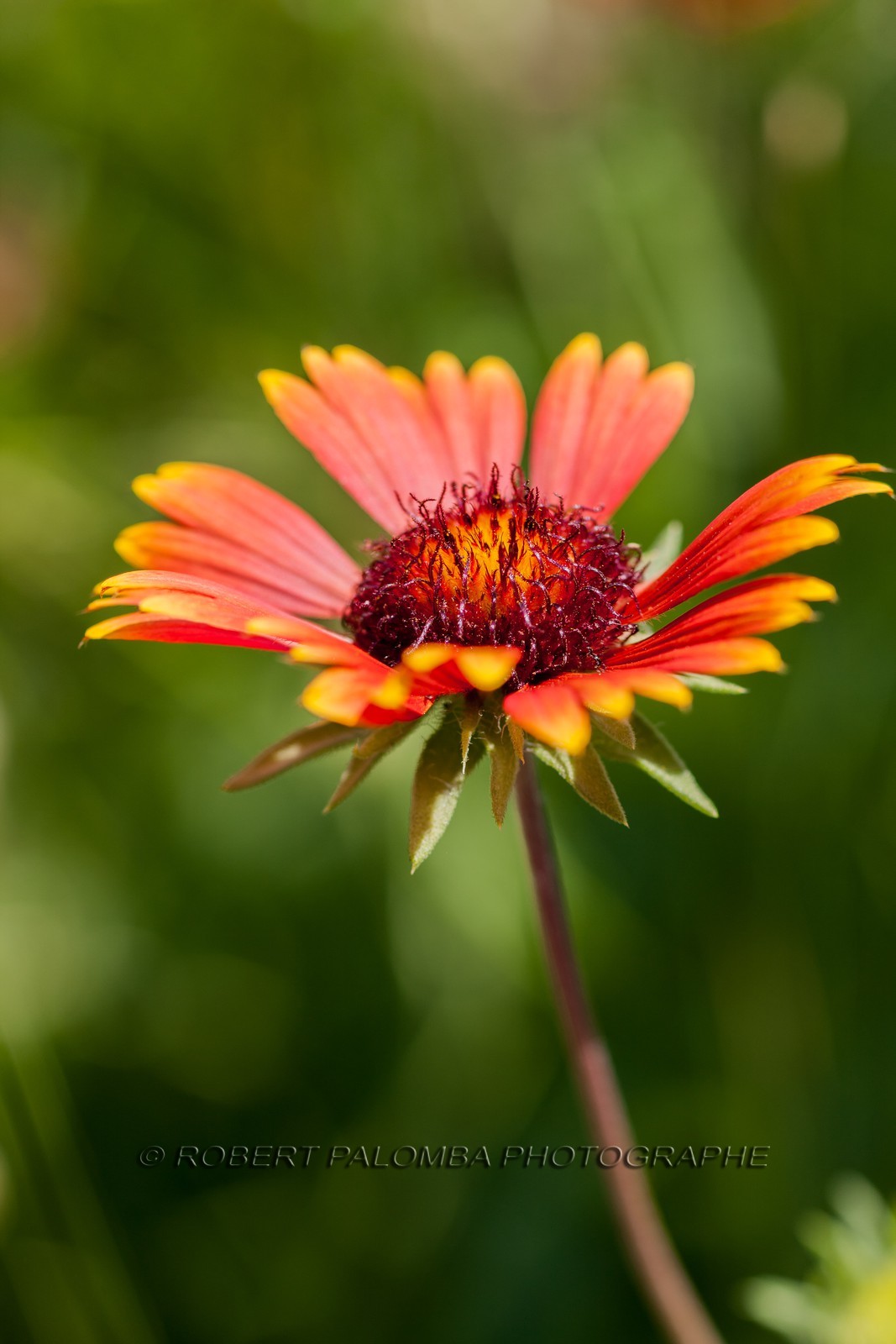 Flore Méditerranéenne
