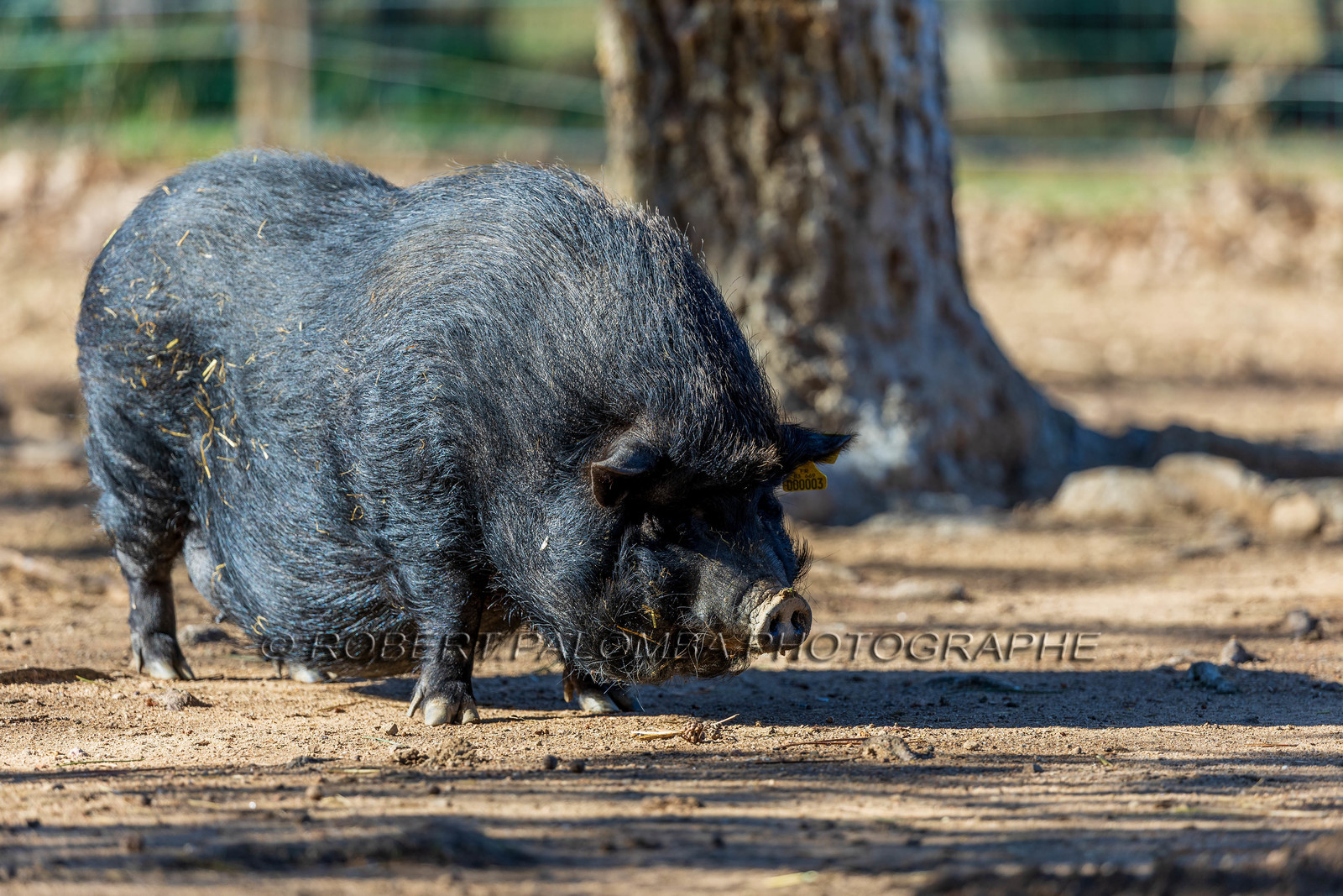 Cochon vietnamien