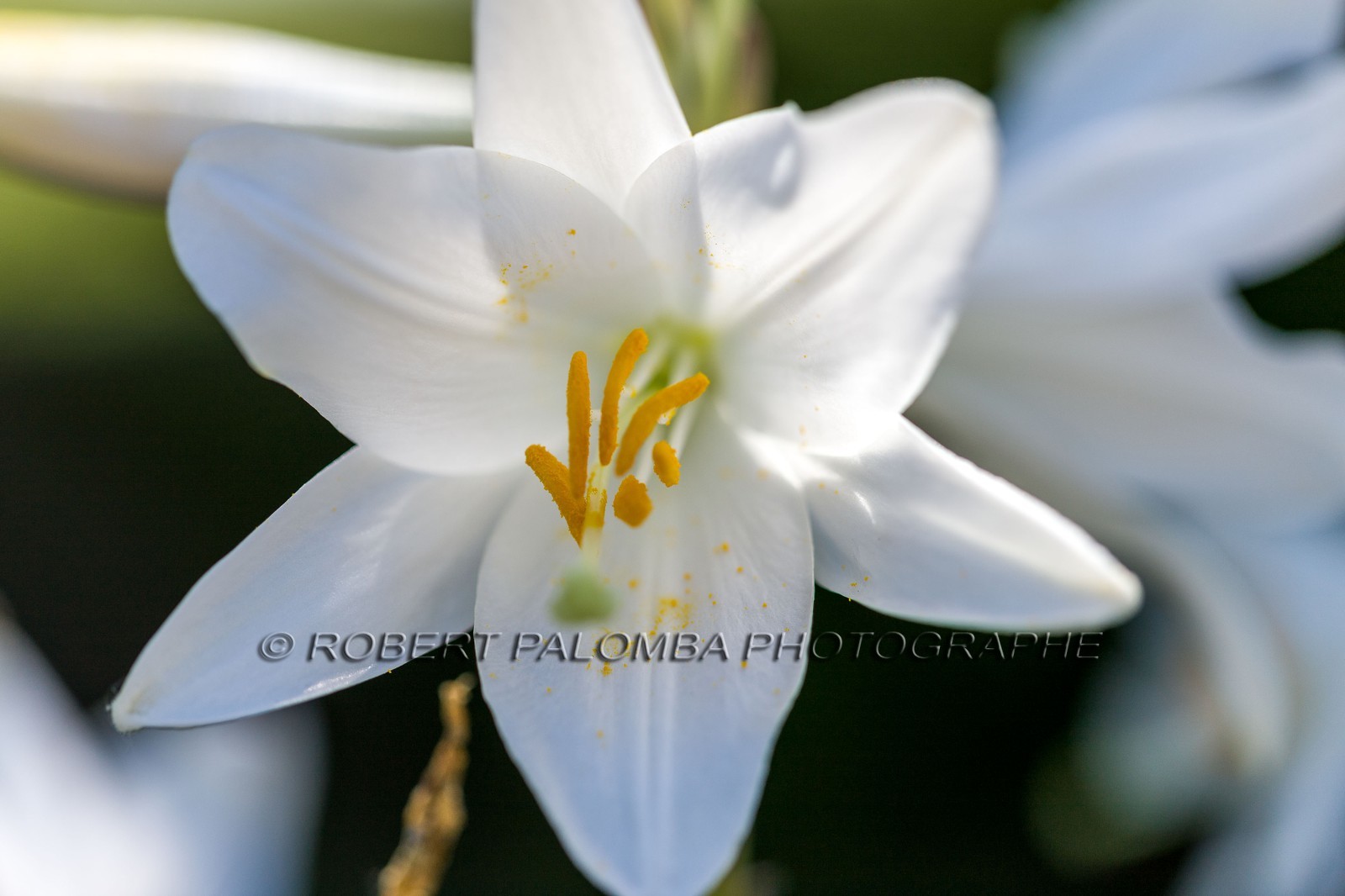 Flore Méditerranéenne Flore Méditerranéenne