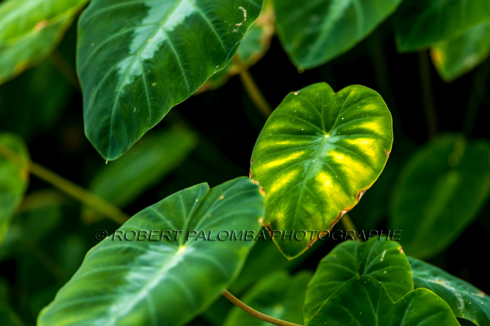 La Ferme aux crocodiles