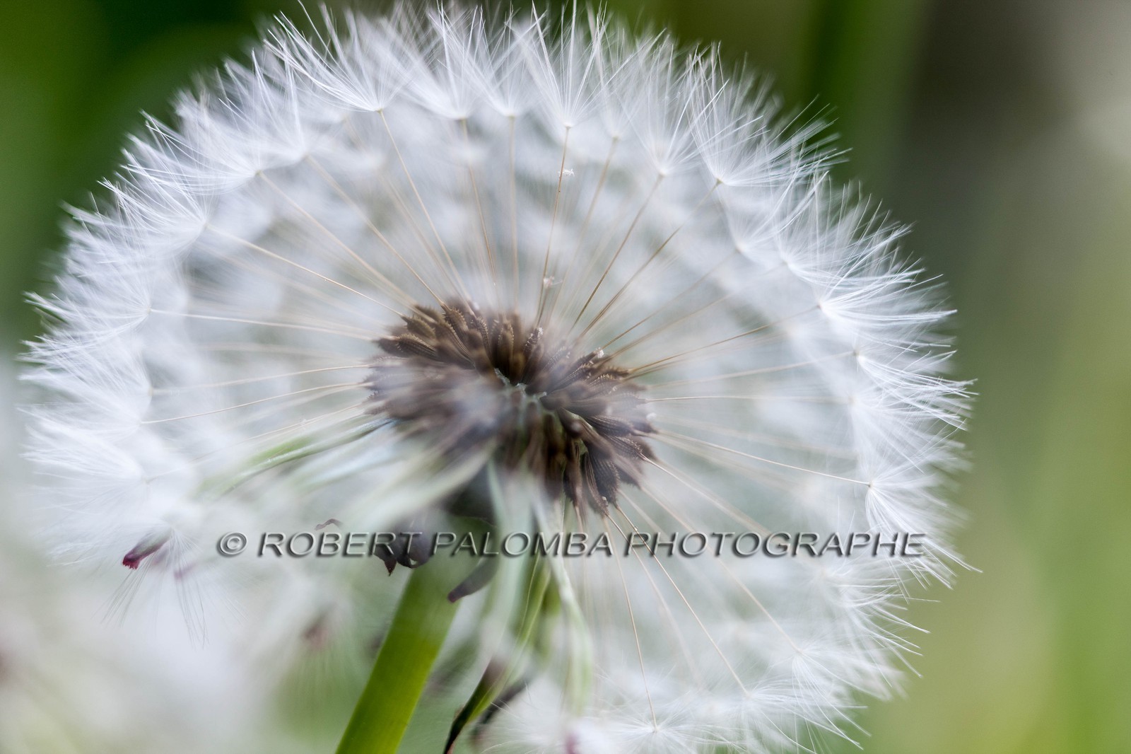 Pissenlit dit Taraxacum Pissenlit dit Taraxacum