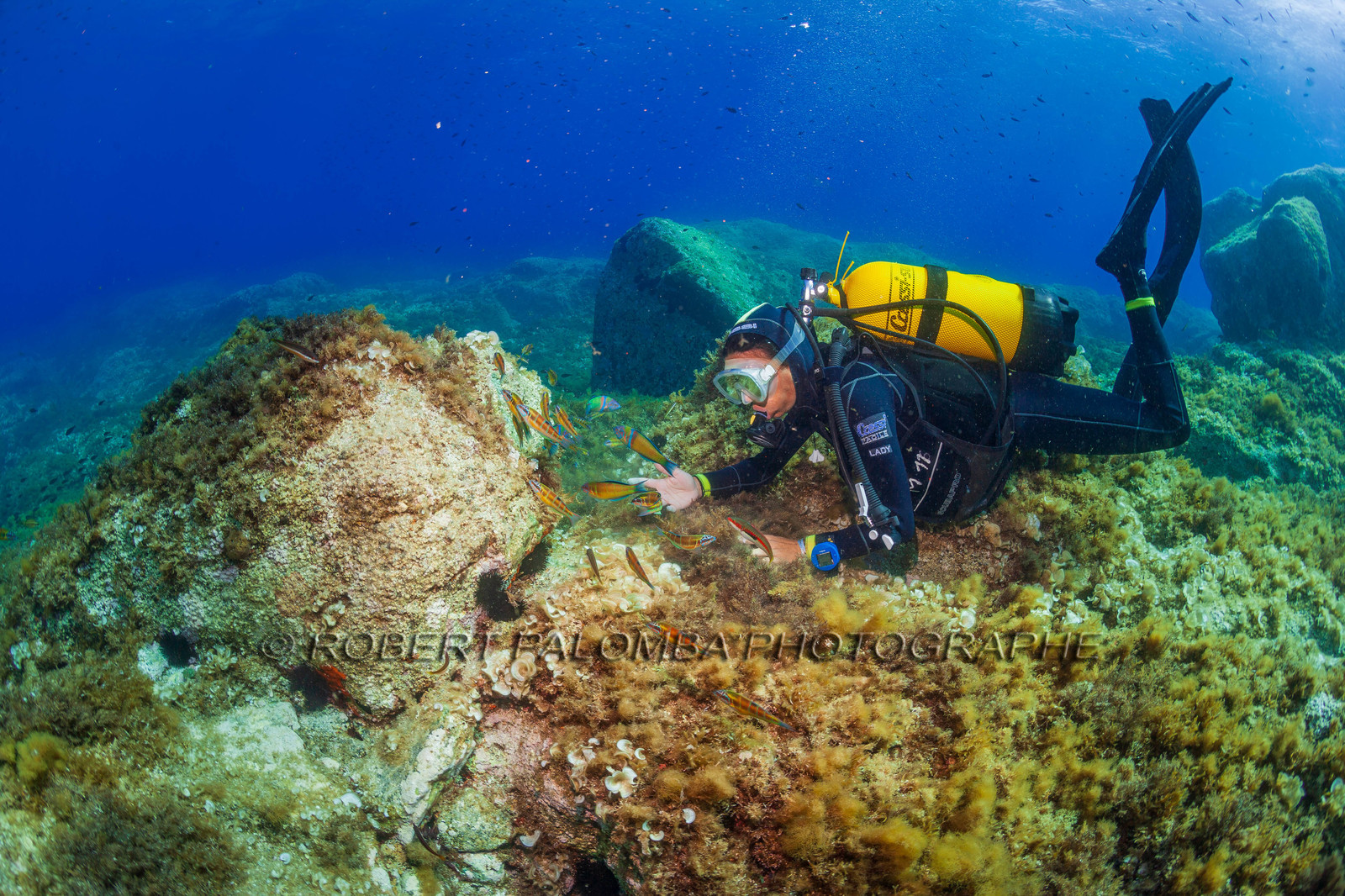 Plongée-sous-marine