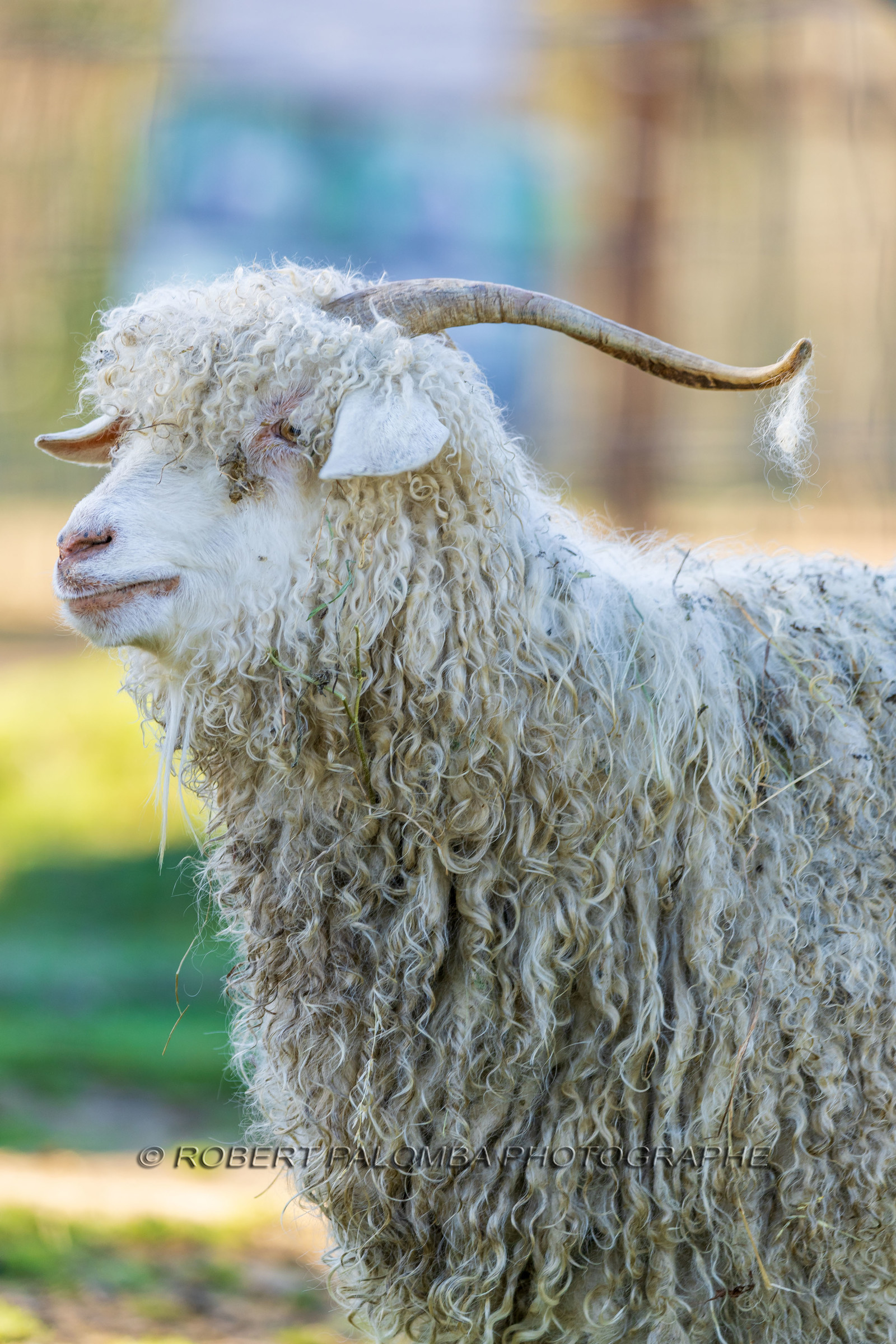 Chèvre mohair
