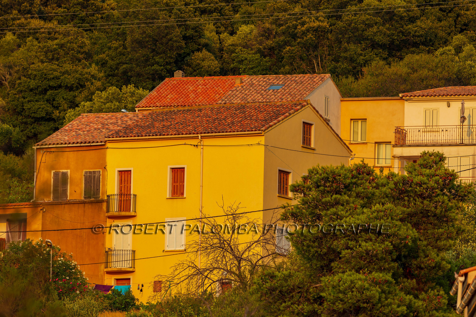 Figari