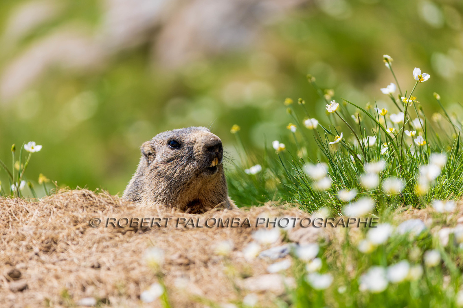 Marmotte