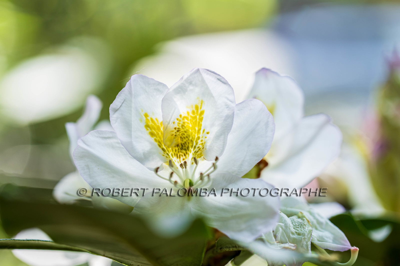 flore