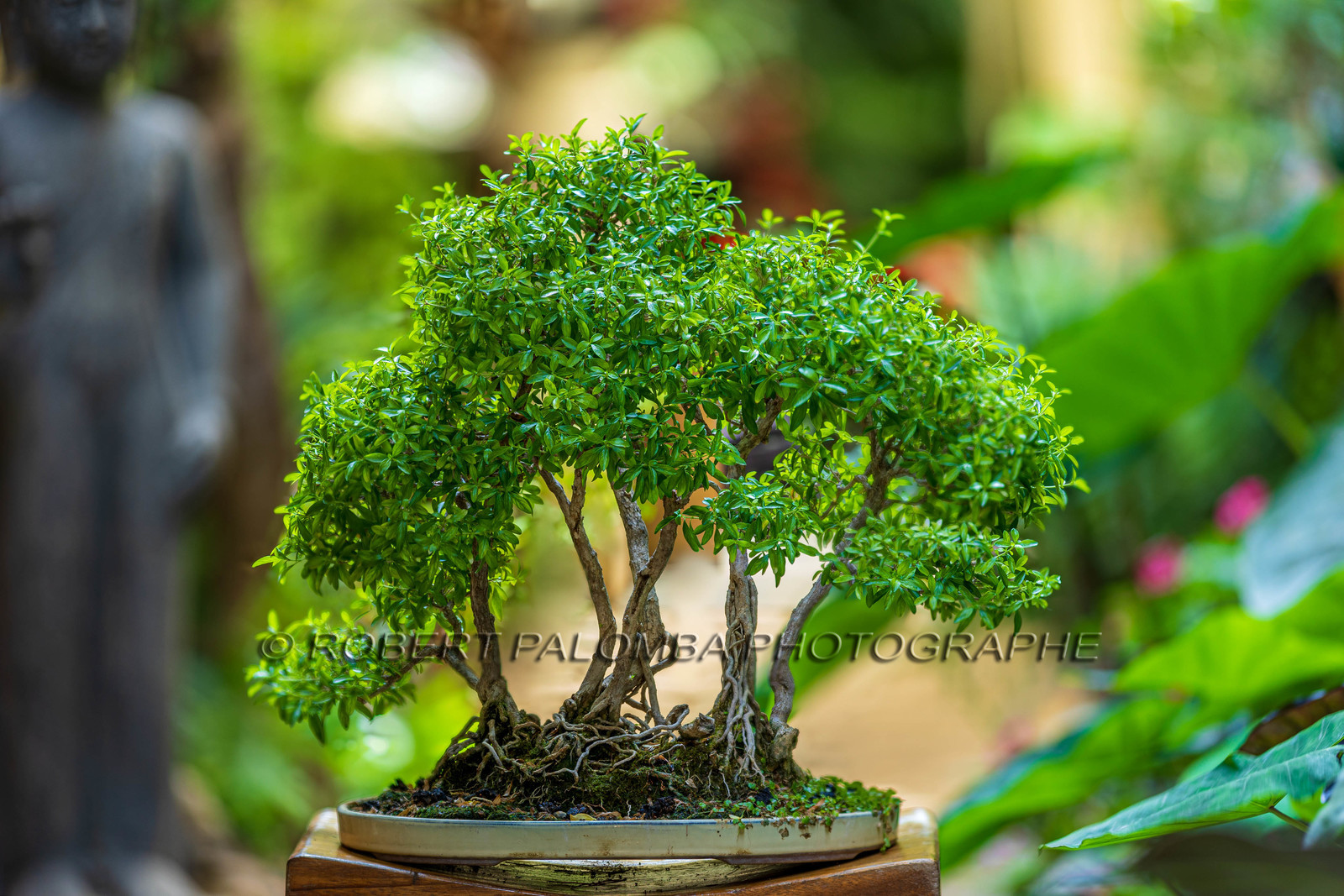 Bonsai Center