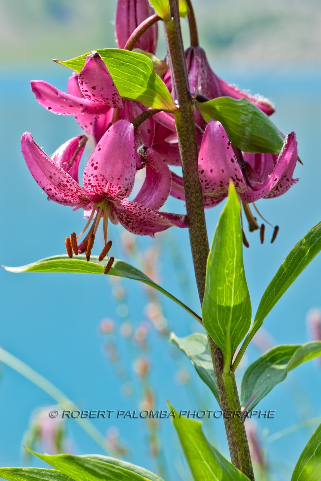 Lis Martagon, Lilium Martagon