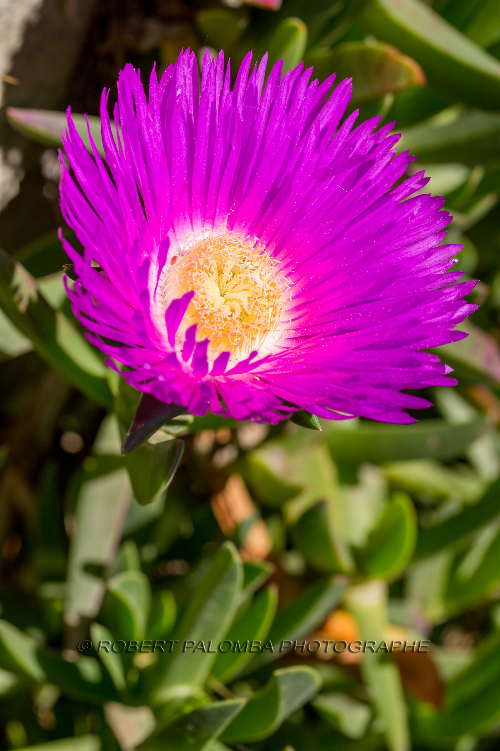 Flore Méditerranéenne