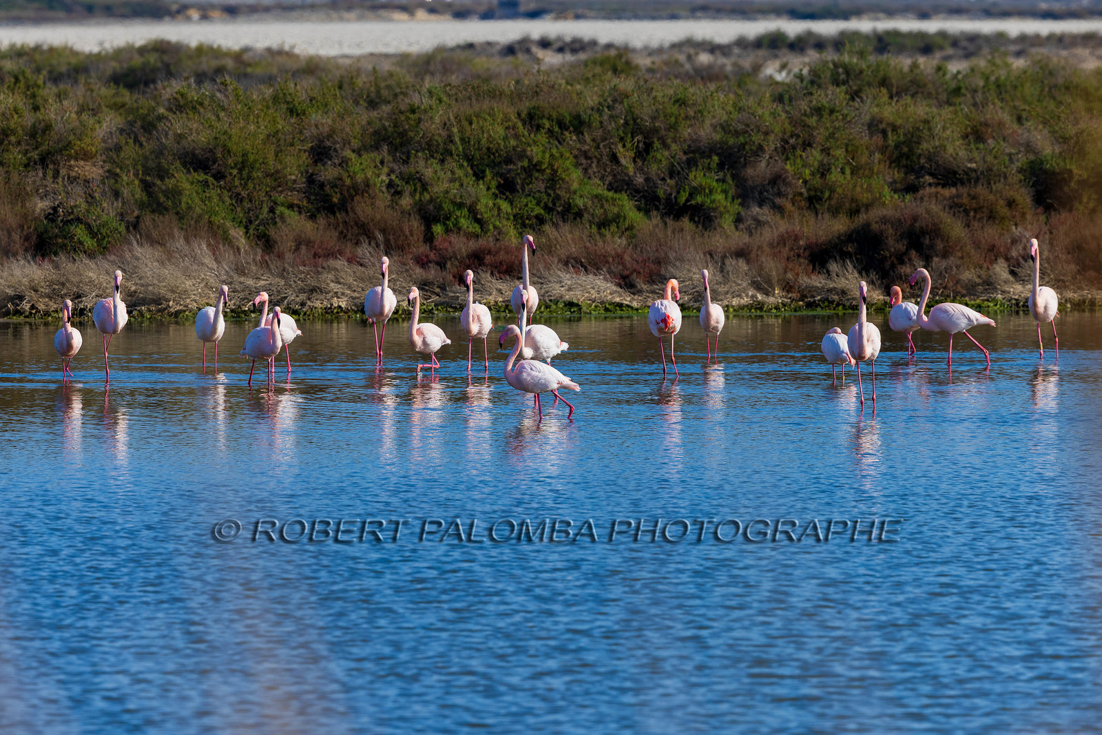 Flamant rose