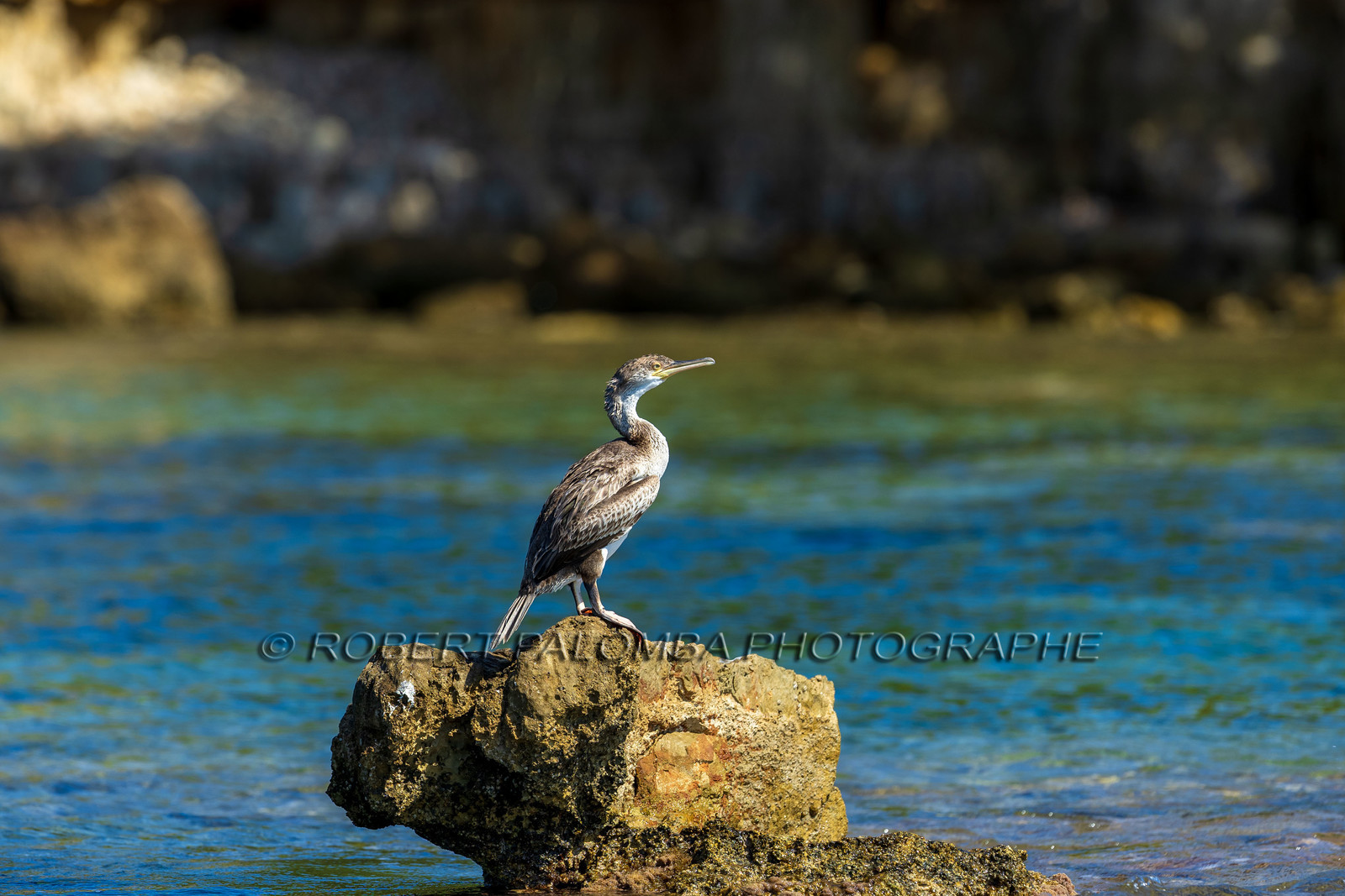Cormoran huppé immature, Phalacrocorax aristotelis