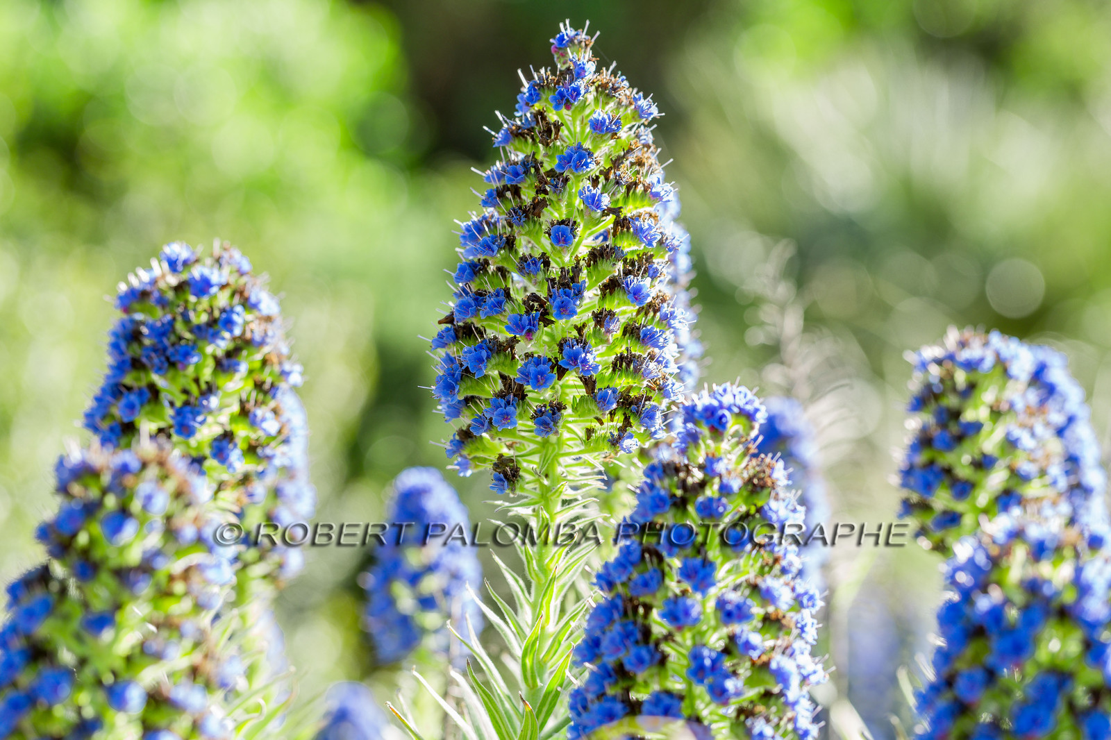 Flore Méditerranéenne