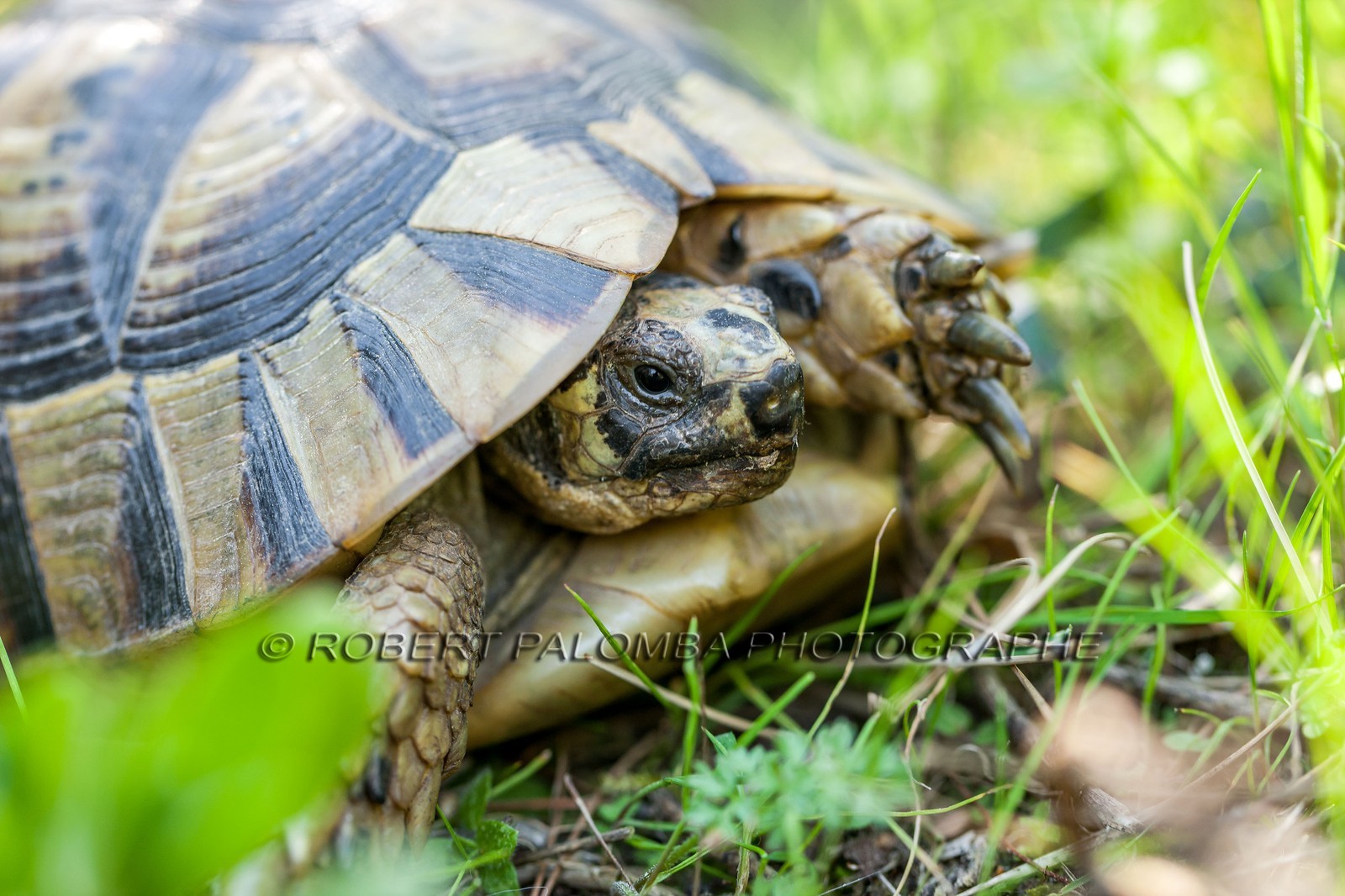 Tortue d'Hermann,Testudo hermanni Tortue d'Hermann,Testudo hermanni