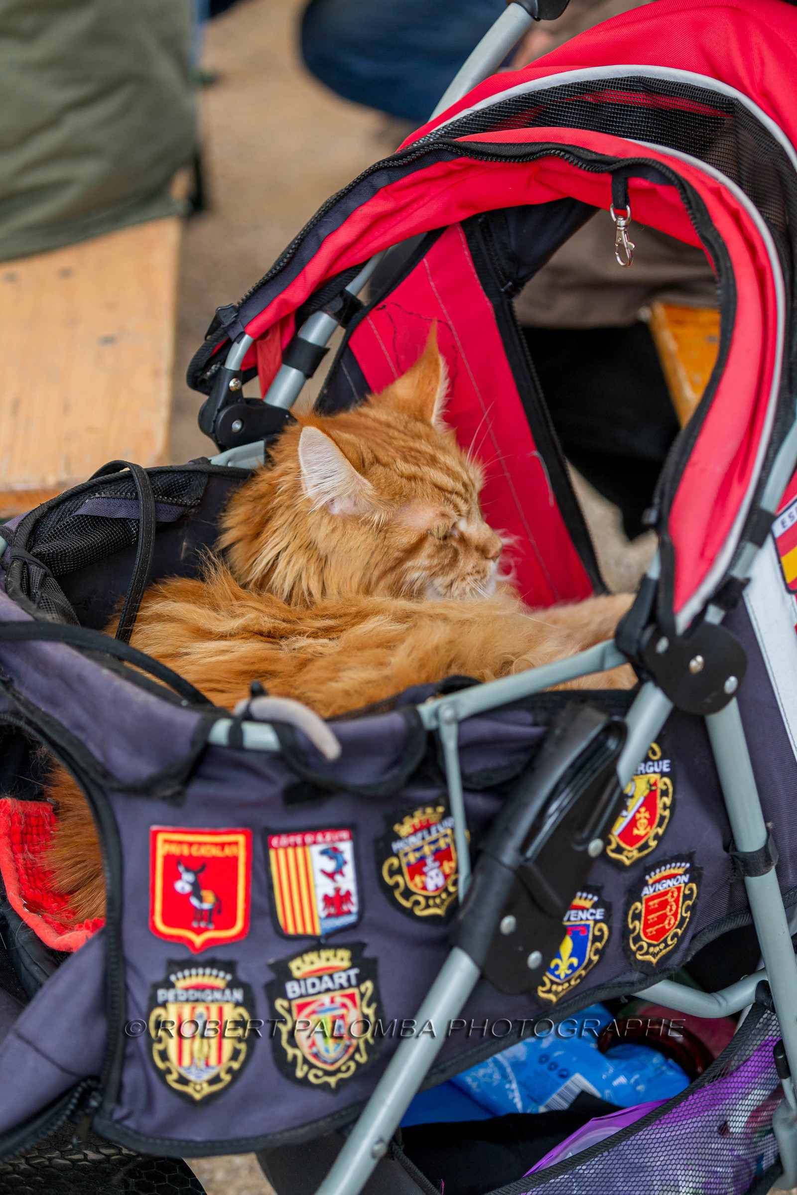 Maine coon