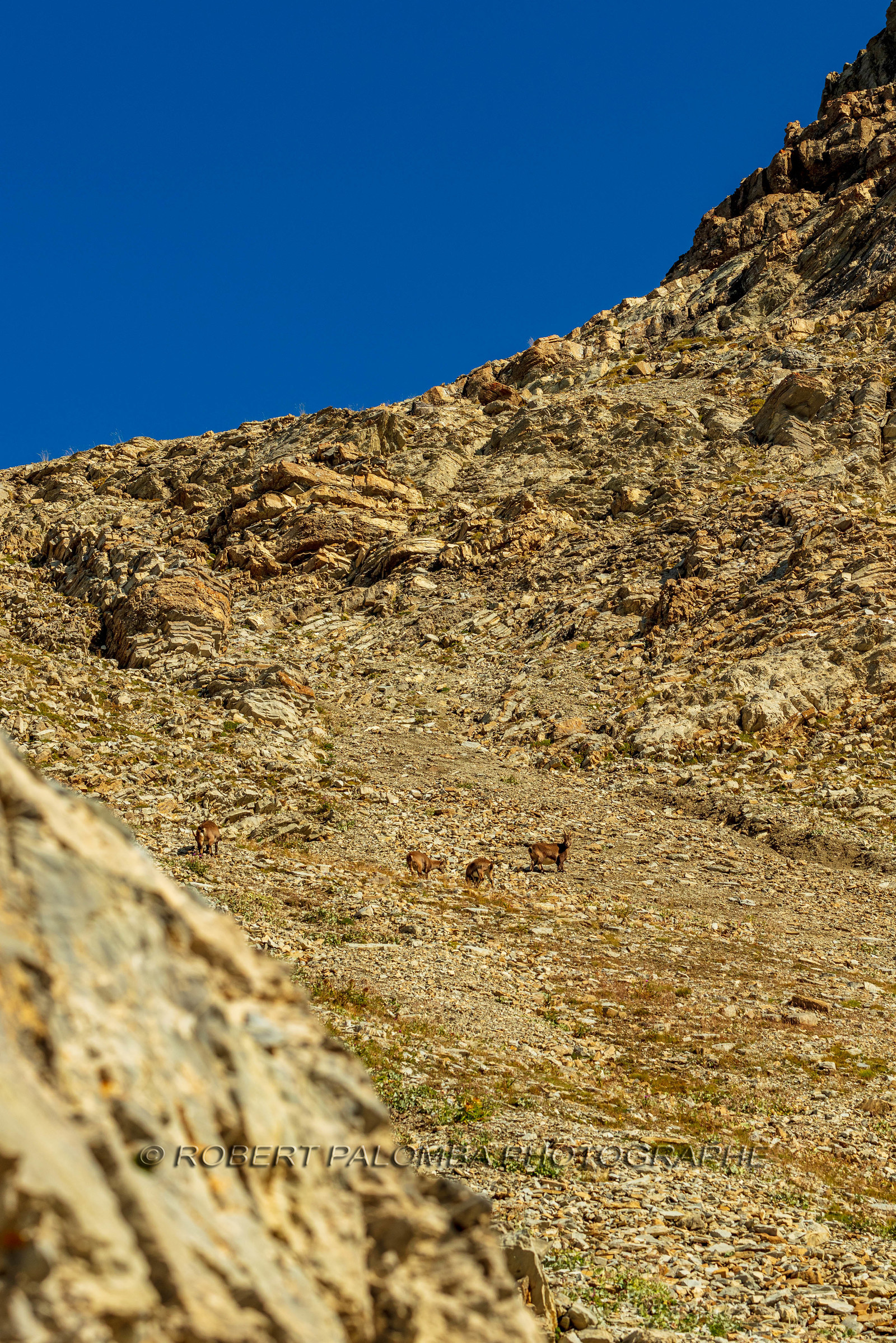 Mont Pelat