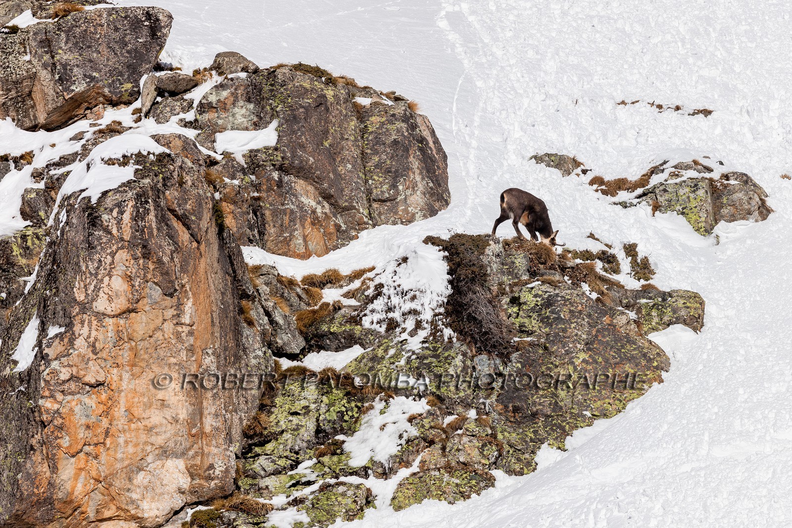 Chamois