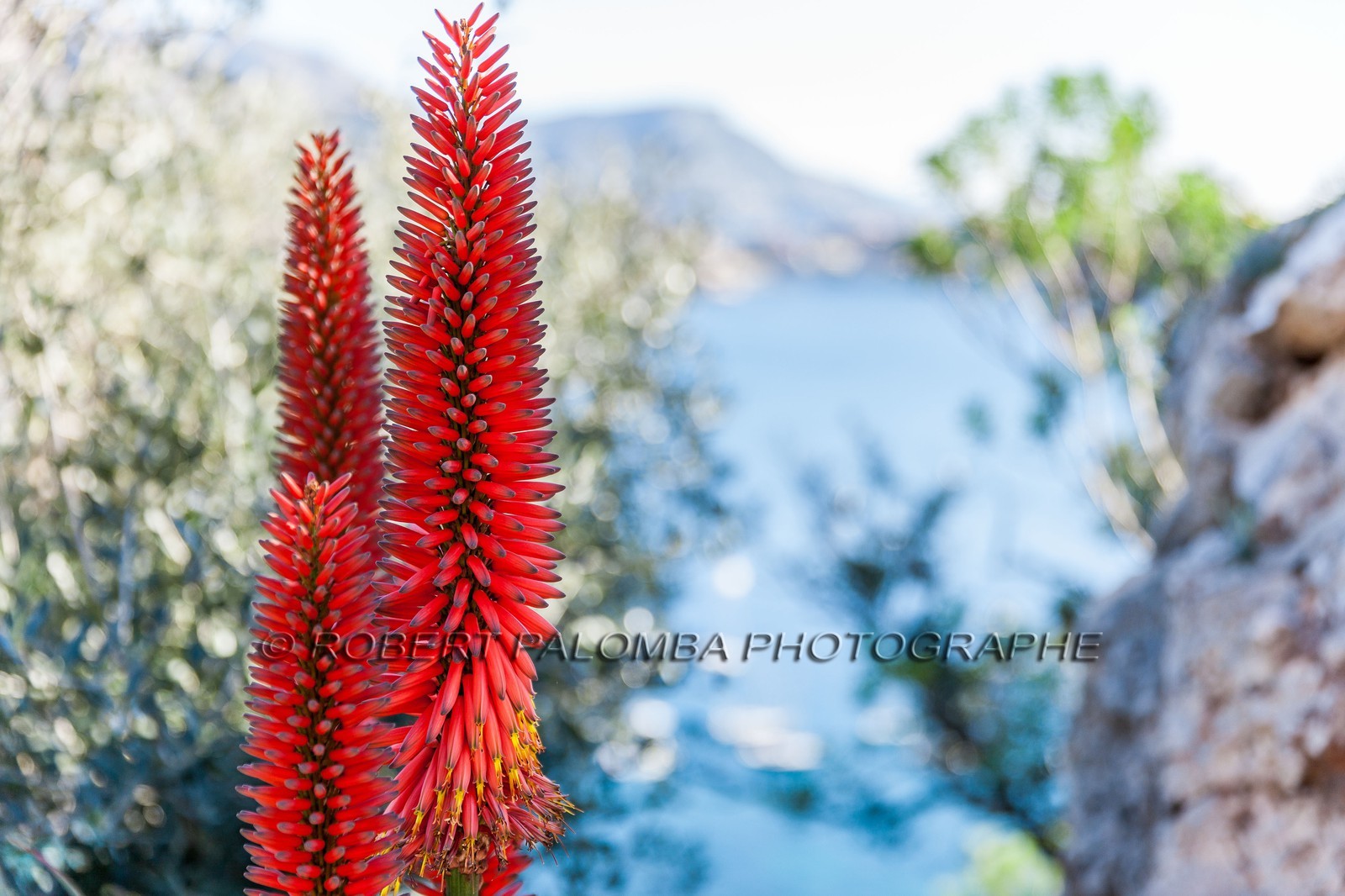 Flore méditerranéenne Flore méditerranéenne