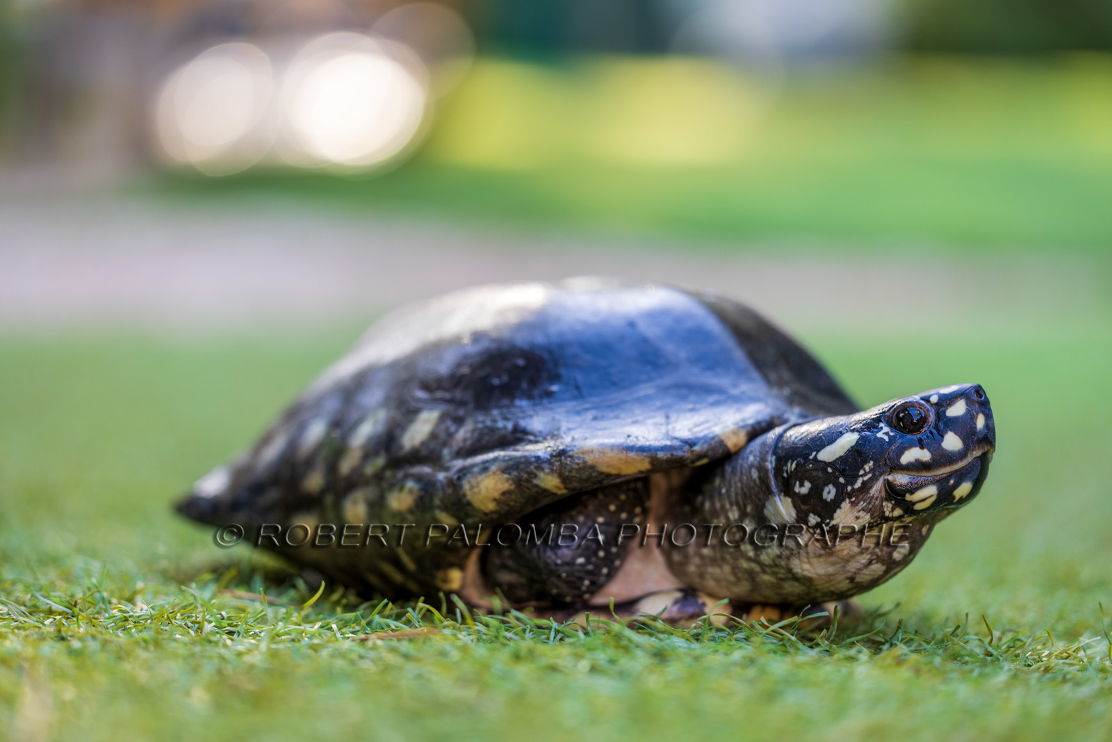 Tortue