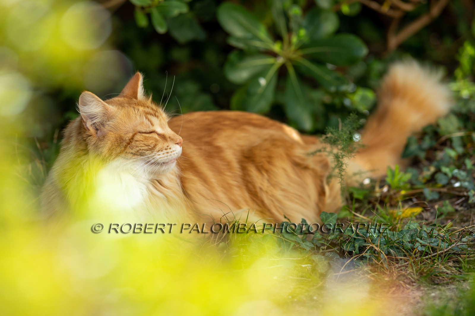 Chat