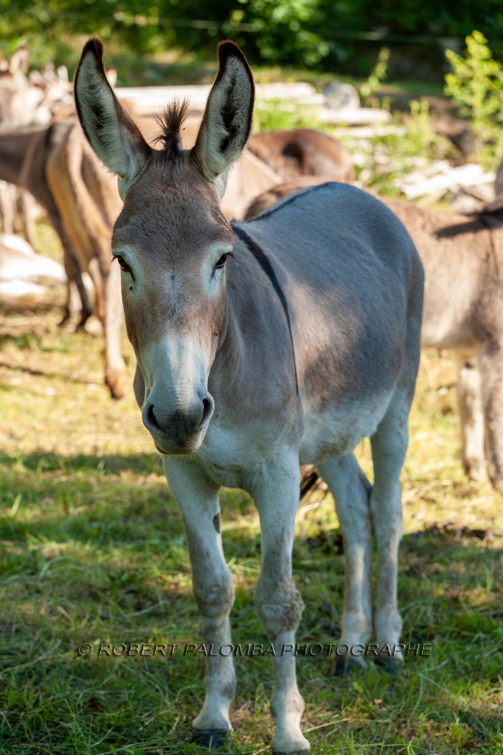 Faune Corse