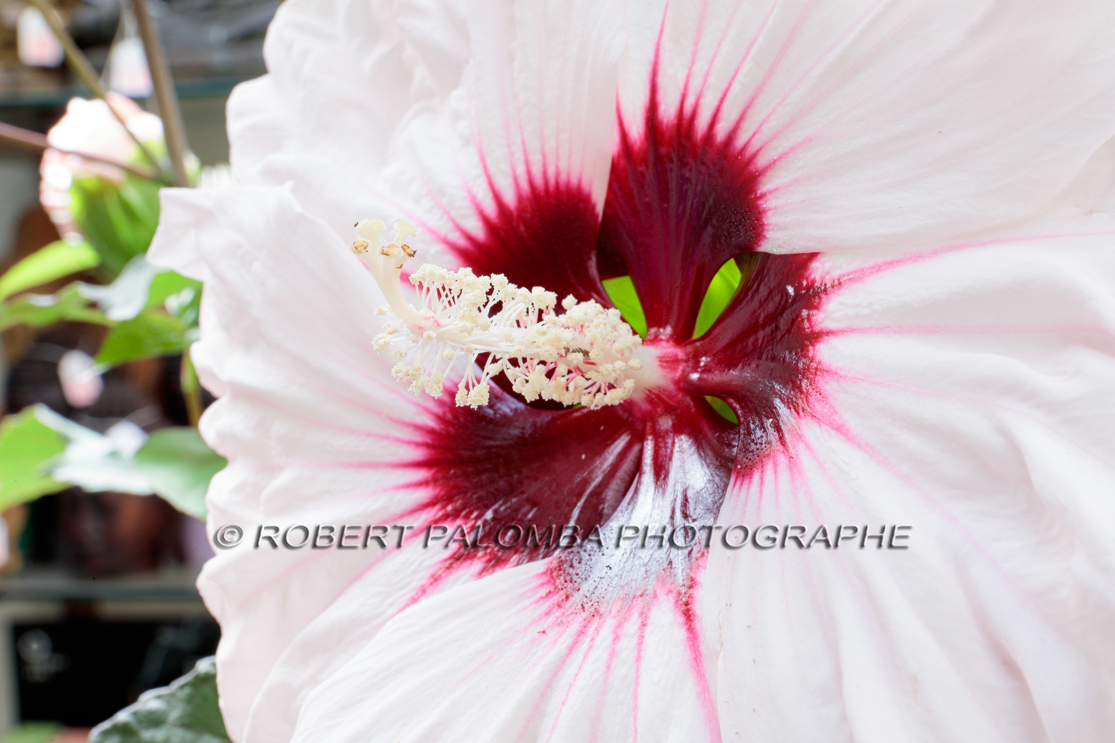 Flore