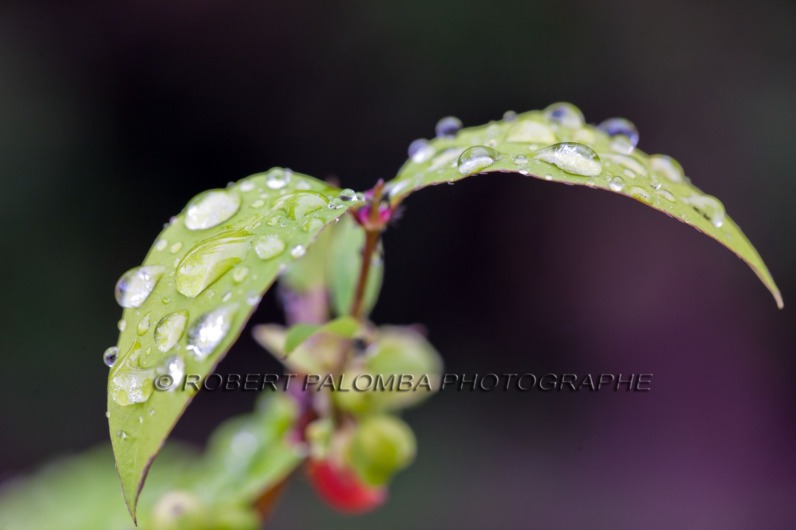 Chèvrefeuille, Lonicera Chèvrefeuille, Lonicera