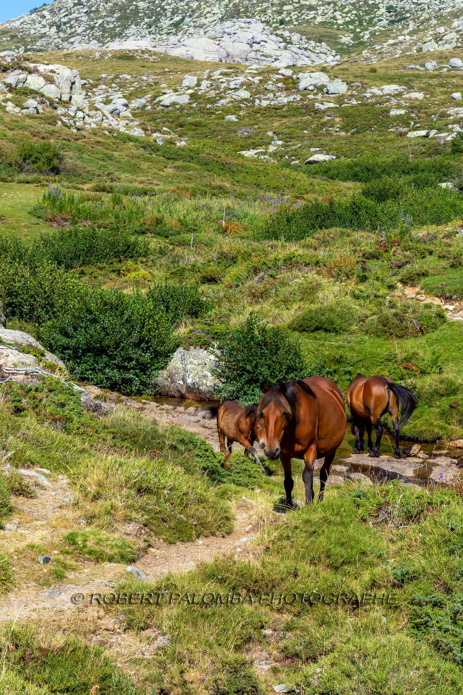 Plateau du Coscione