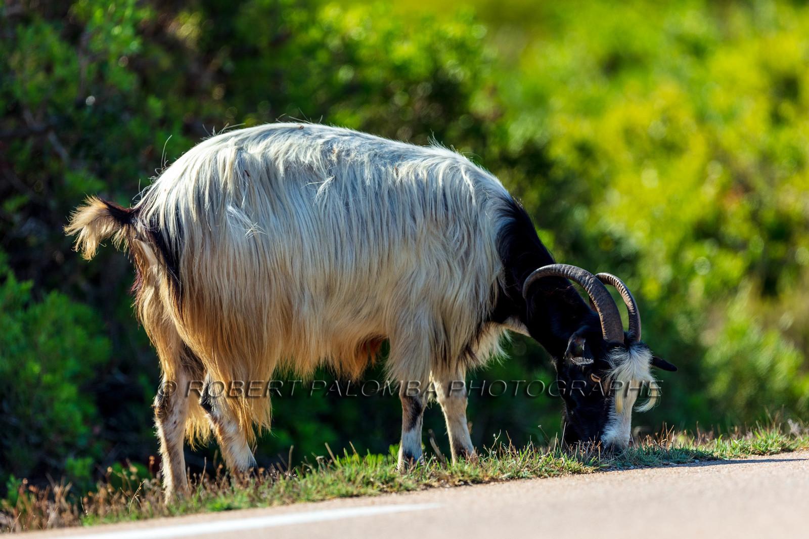 Faune corse