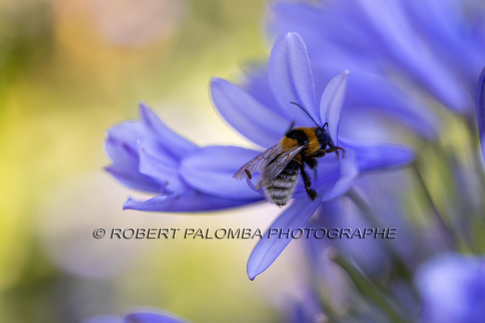 Flore