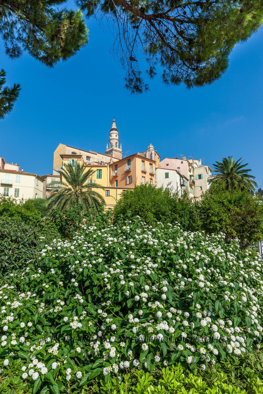 Menton