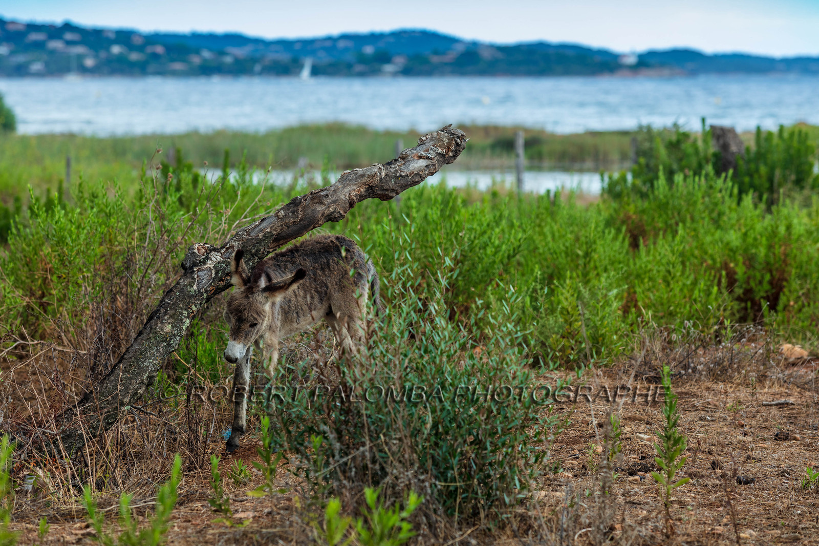 Faune corse