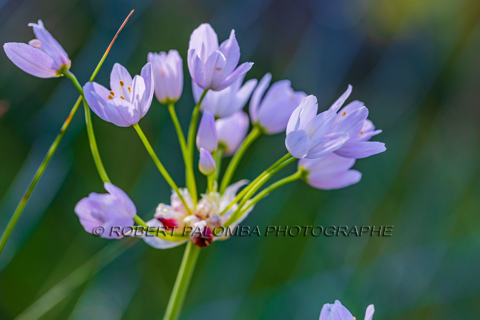 Flore