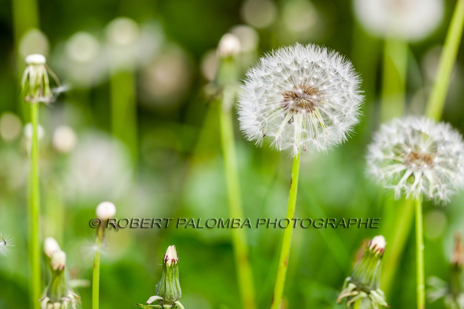 Pissenlit dit Taraxacum Pissenlit dit Taraxacum