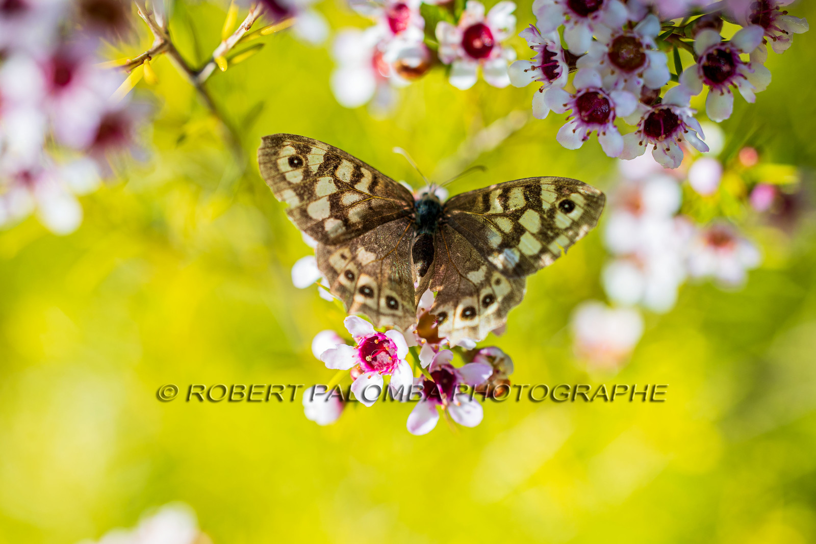 flore
